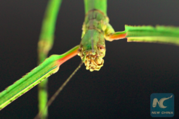 أطول حشرة في العالم