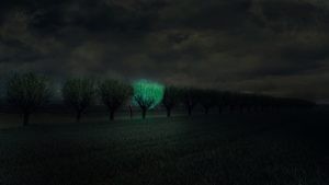 النباتات التي تشع في الليل