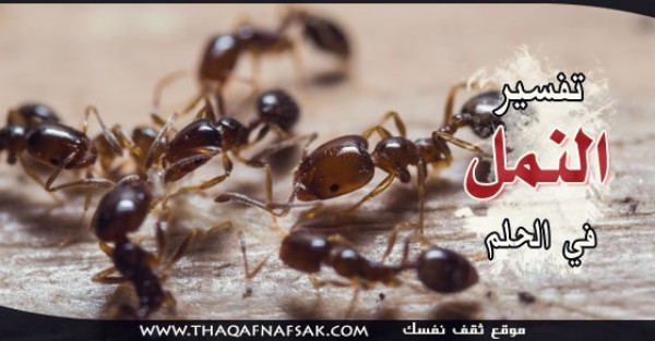 تفسير النمل في الحلم تفسير النمل في الحلم