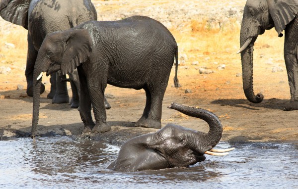 حقائق عن الفيلة تعرفها لأول مرة ١١ معلومة مدهشة