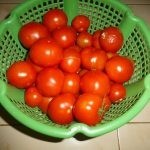 عمل مربي الطماطم بالصور