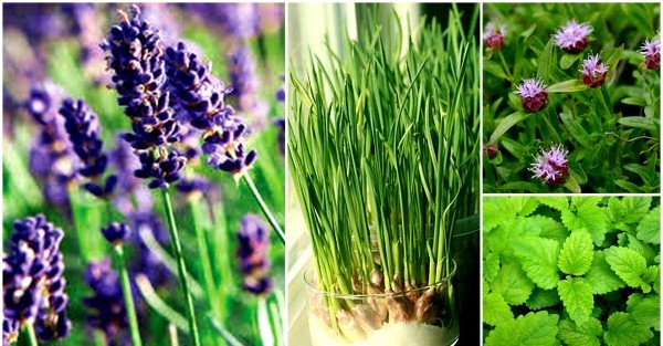 نباتات تطرد العنكبوت والحشرات من المنزل