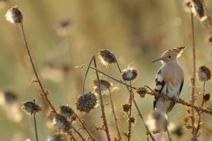 معلومات لا تعرفها عن الهدهد