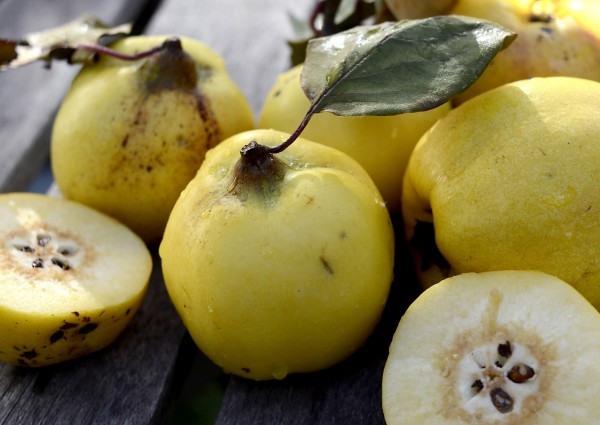 الفوائد الصحية لفاكهة السفرجل