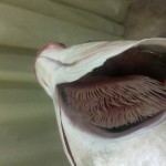 طريقة عمل الفسيخ بوصفة أمنة وبسيطة بالصور في البيت