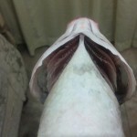 طريقة عمل الفسيخ بوصفة أمنة وبسيطة بالصور في البيت