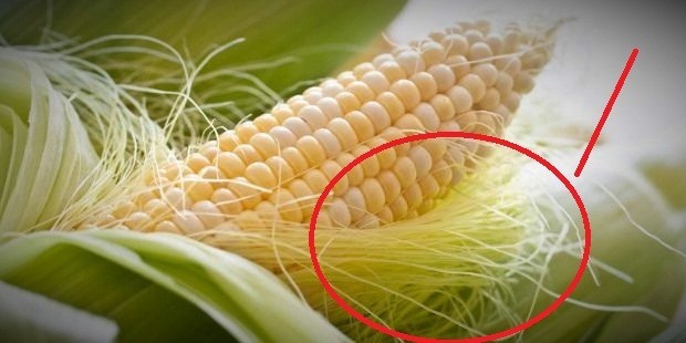 فوائد شعر الذرة “شواشي الذرة” رائعة جداً للجسم
