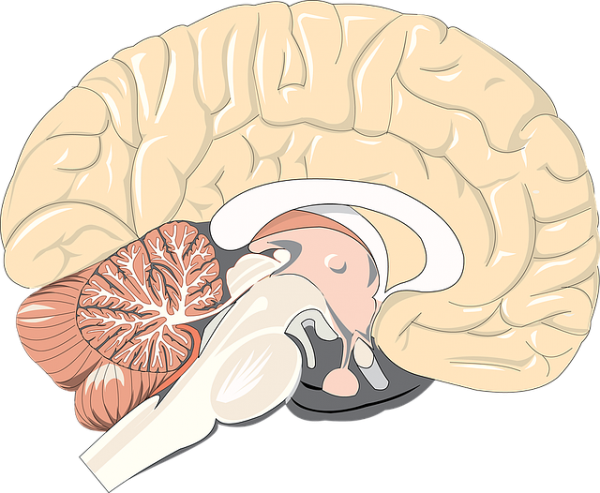 ٢٠ طريقة تعمل على تقوية المخ