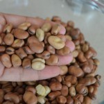 بالصور طريقة تدميس الفول