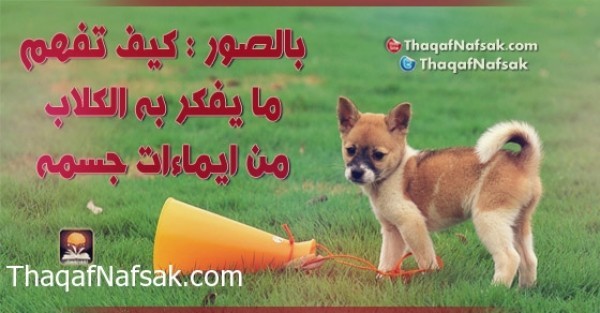 بالصور : لغة الكلاب كيف تفهم ما يفكر به الكلاب من ايماءات جسمه بالصور : لغة الكلاب كيف تفهم ما يفكر به الكلاب من ايماءات جسمه