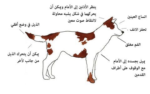 بالصور : لغة الكلاب كيف تفهم ما يفكر به الكلاب من ايماءات جسمه بالصور : لغة الكلاب كيف تفهم ما يفكر به الكلاب من ايماءات جسمه