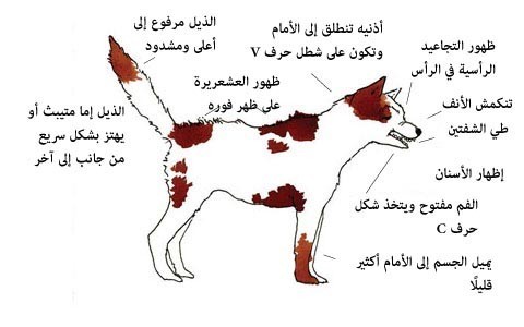 بالصور : لغة الكلاب كيف تفهم ما يفكر به الكلاب من ايماءات جسمه بالصور : لغة الكلاب كيف تفهم ما يفكر به الكلاب من ايماءات جسمه