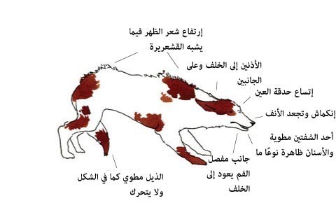 بالصور : لغة الكلاب كيف تفهم ما يفكر به الكلاب من ايماءات جسمه بالصور : لغة الكلاب كيف تفهم ما يفكر به الكلاب من ايماءات جسمه