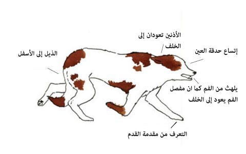 بالصور : لغة الكلاب كيف تفهم ما يفكر به الكلاب من ايماءات جسمه بالصور : لغة الكلاب كيف تفهم ما يفكر به الكلاب من ايماءات جسمه