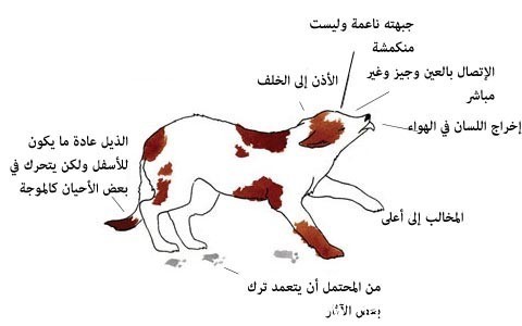 بالصور : لغة الكلاب كيف تفهم ما يفكر به الكلاب من ايماءات جسمه بالصور : لغة الكلاب كيف تفهم ما يفكر به الكلاب من ايماءات جسمه