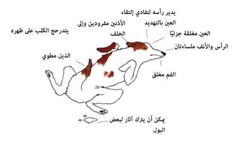 بالصور : لغة الكلاب كيف تفهم ما يفكر به الكلاب من ايماءات جسمه بالصور : لغة الكلاب كيف تفهم ما يفكر به الكلاب من ايماءات جسمه