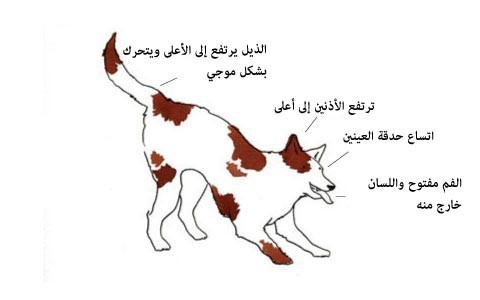 بالصور : لغة الكلاب كيف تفهم ما يفكر به الكلاب من ايماءات جسمه بالصور : لغة الكلاب كيف تفهم ما يفكر به الكلاب من ايماءات جسمه