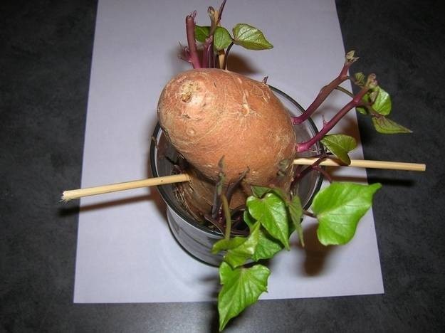 إعادة زراعة بعض الخضراوات والفواكهه في المنزل