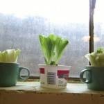 إعادة زراعة بعض الخضراوات والفواكهه في المنزل