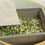 إعادة زراعة بعض الخضراوات والفواكهه في المنزل