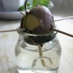 إعادة زراعة بعض الخضراوات والفواكهه في المنزل