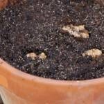 إعادة زراعة بعض الخضراوات والفواكهه في المنزل