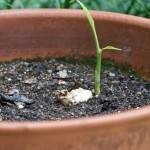 إعادة زراعة بعض الخضراوات والفواكهه في المنزل