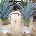 إعادة زراعة بعض الخضراوات والفواكهه في المنزل