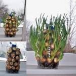 إعادة زراعة بعض الخضراوات والفواكهه في المنزل