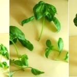 إعادة زراعة بعض الخضراوات والفواكهه في المنزل