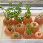 إعادة زراعة بعض الخضراوات والفواكهه في المنزل