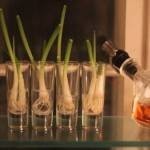 إعادة زراعة بعض الخضراوات والفواكهه في المنزل