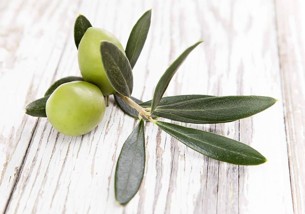 فوائد أوراق الزيتون للصحة والجسم