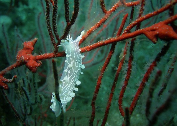 البزاقات البحرية كائنات رائعة تدور حولها أسرار كثيرة من ضمنها قدرتها على التكاثر الذاتي