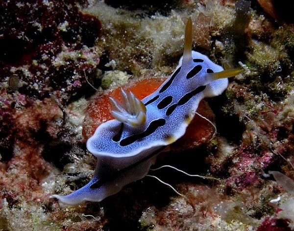 البزاقات البحرية كائنات رائعة تدور حولها أسرار كثيرة من ضمنها قدرتها على التكاثر الذاتي