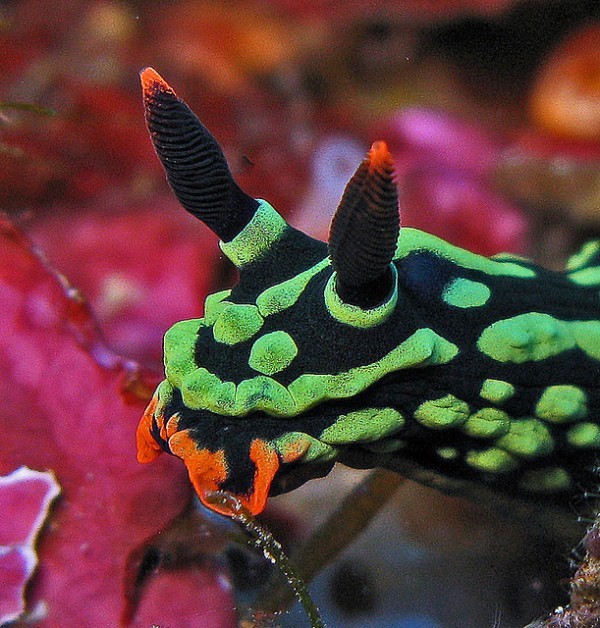 البزاقات البحرية كائنات رائعة تدور حولها أسرار كثيرة من ضمنها قدرتها على التكاثر الذاتي