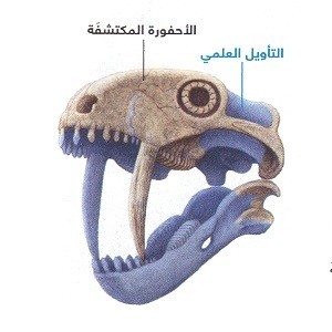 حيوان نباتي ذو أسنان سيفية عاش قبل ما يقرب من 265 مليون سنة !! حيوان نباتي ذو أسنان سيفية عاش قبل ما يقرب من 265 مليون سنة !!