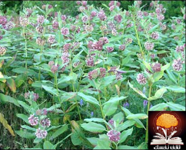 هجرة الفراشات في الشتاء