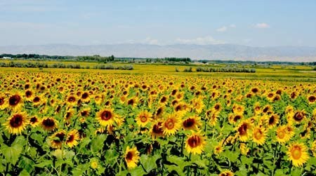 هل تشعر النباتات بالألم؟ هل تشعر النباتات بالألم؟