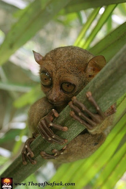 حيوان التارسير