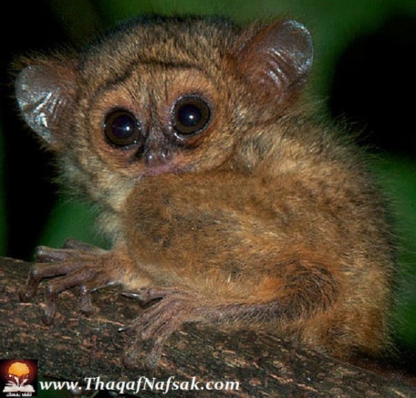 حيوان التارسير