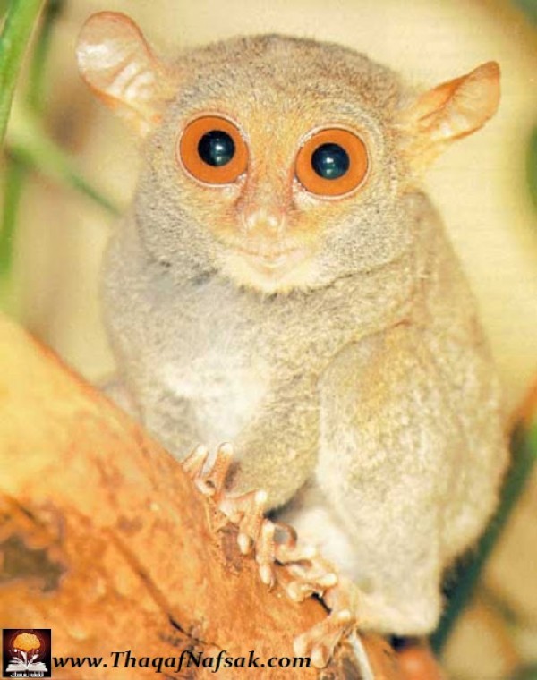 حيوان التارسير