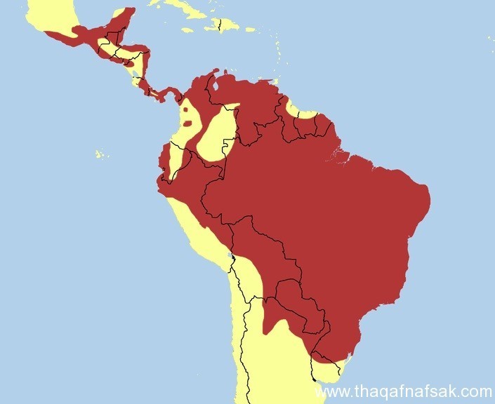 النسر الملك النسر الملك