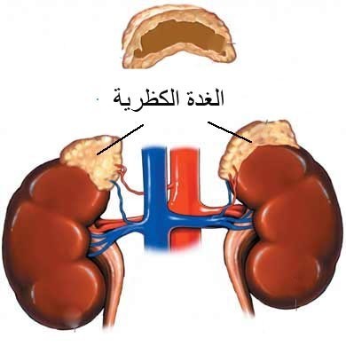 أسرار هرمون الأدرينالين أسرار هرمون الأدرينالين