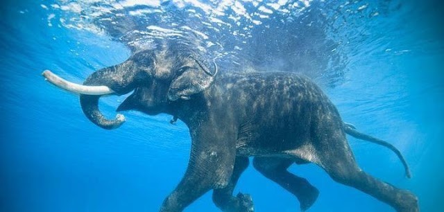 بالفيديو والصور : الفيل الماهر في السباحة والغطس ’’راجان في جزيرة اندمان‘‘