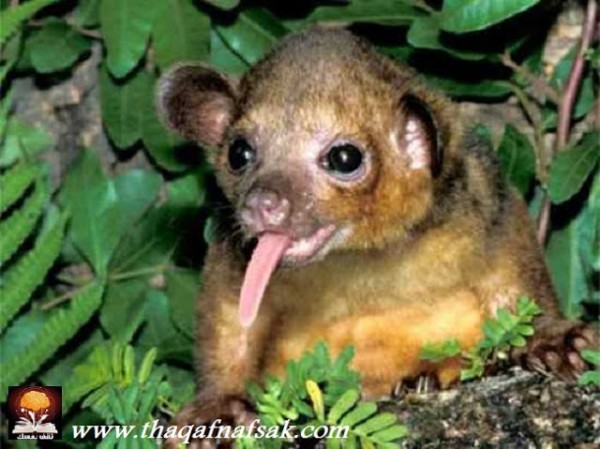 أغرب المخلوقات في غابات الأمازون المطيرة