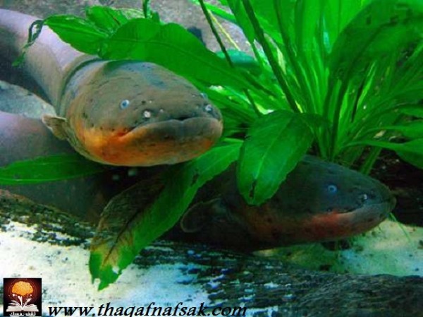 أغرب المخلوقات في غابات الأمازون المطيرة