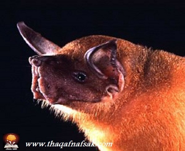 أغرب المخلوقات في غابات الأمازون المطيرة