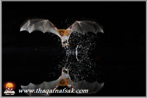 أغرب المخلوقات في غابات الأمازون المطيرة