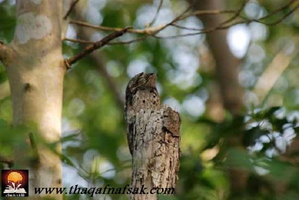 أغرب المخلوقات في غابات الأمازون المطيرة
